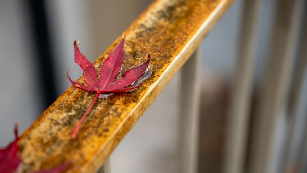 Maple leaf
