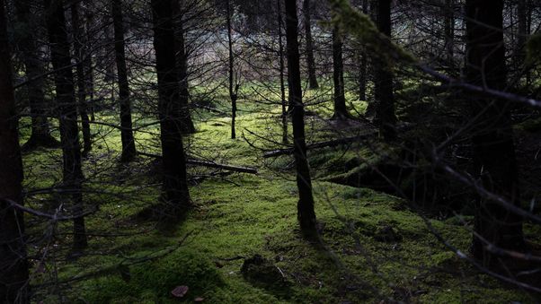 Late afternoon in the woods